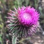 Carduus nutans Flower