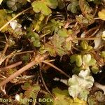 Ranunculus omiophyllus अन्य