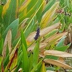Pontederia cordata Fula