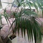 Howea forsteriana Hoja