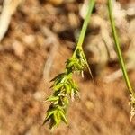 Carex halleriana Fruto