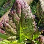 Brassica juncea List