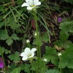 Parnassia nubicola عادت