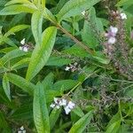 Aloysia citriodora Blad