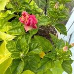 Hibiscus fragilis Flower