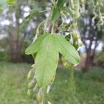 Laburnum anagyroides Leaf