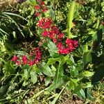 Pentas lanceolata Flower