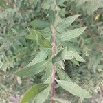 Spiraea alba Likasa