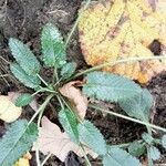 Betonica officinalis Blatt