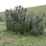Chuquiraga jussieui Tabia