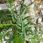 Achillea atrata Frunză