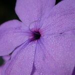 Eranthemum purpurascens Leaf