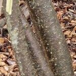 Corylus americana Bark