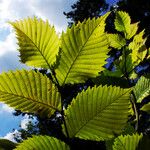 Ulmus laevis Folio