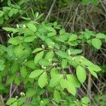 Lonicera morrowii Blad