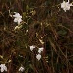Anthericum ramosum Fleur