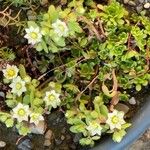 Sedum hirsutum Blüte