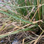 Cortaderia pungens Листок