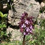 Orchis purpureaFiore