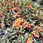 Pyracantha koidzumii Fruit