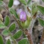 Astragalus sesameus Blomst