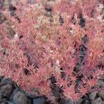 Sedum hispanicum موطن