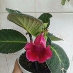 Sinningia speciosa Flor