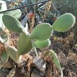 Opuntia leucotricha Blatt