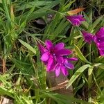Babiana angustifolia Квітка