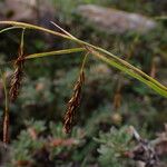 Carex haematostoma Plod