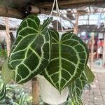 Anthurium crystallinumFoglia