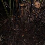Sclerosperma mannii Rinde