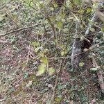 Carpodetus serratus Frunză