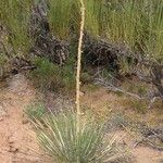 Yucca harrimaniae Foglia