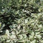 Pittosporum tenuifolium 葉