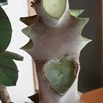 Kalanchoe beharensis Corteza