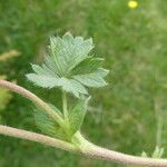 Potentilla crantzii পাতা