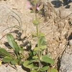 Salvia viridis Habit