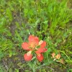 Castilleja indivisa 花