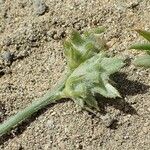 Onobrychis aequidentata Flor