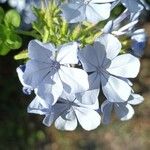 Plumbago auriculataBlomma