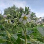 Solanum abutiloides Žiedas