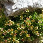 Saxifraga facchinii Flor