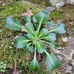 Saxifraga spathularis Blatt