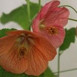 Callianthe picta Flower