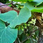 Cissampelos pareira Feuille