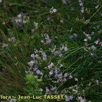 Astragalus austriacus Staniste