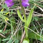 Anacamptis morio ഇല