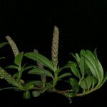 Salix bhutanensis