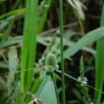 Cyperus sesquiflorus Beste bat